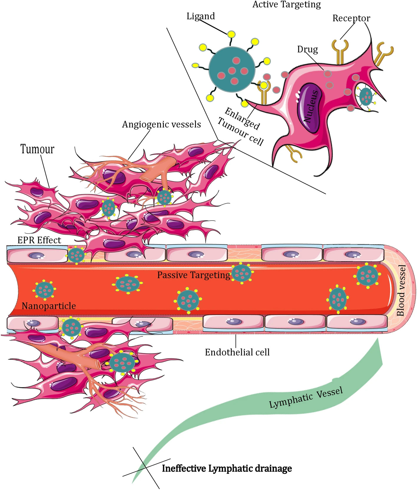 Cancer nanomedicine emergence, expansion, and expectations