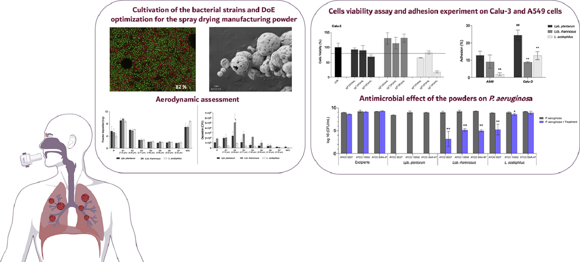 Development of inhalation powders containing lactic acid bacteria with antimicrobial activity against Pseudomonas aeruginosa