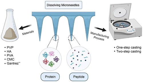 Fabrication of dissolving microneedles for transdermal delivery of protein and peptide drugs: polymer materials and solvent casting micromoulding method