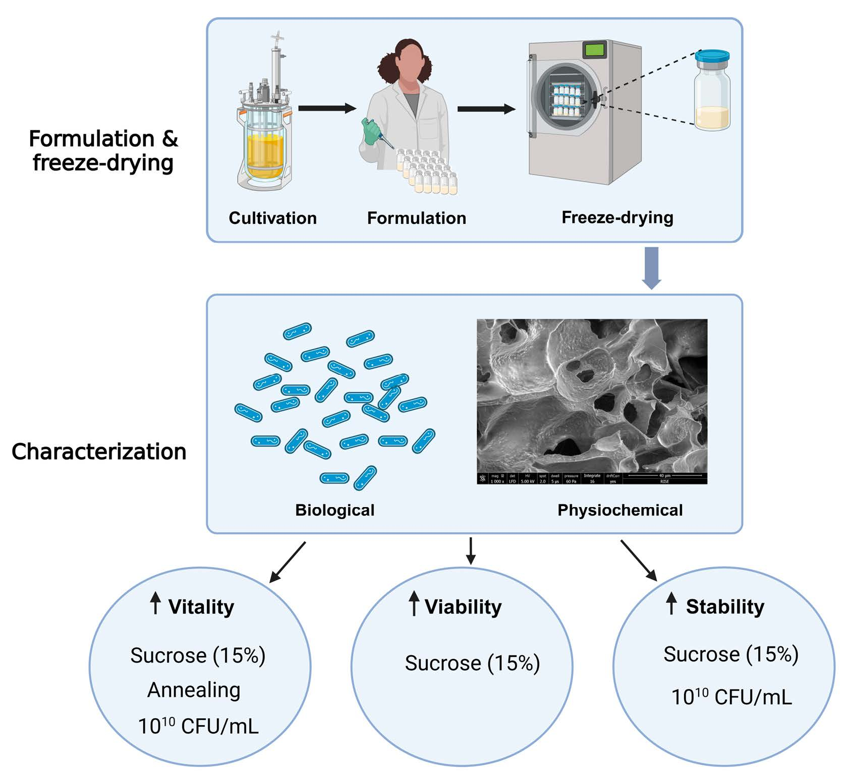The Impact of Formulation and Freeze Drying on the Properties and Performance of Freeze-Dried Limosilactobacillus reuteri R2LC