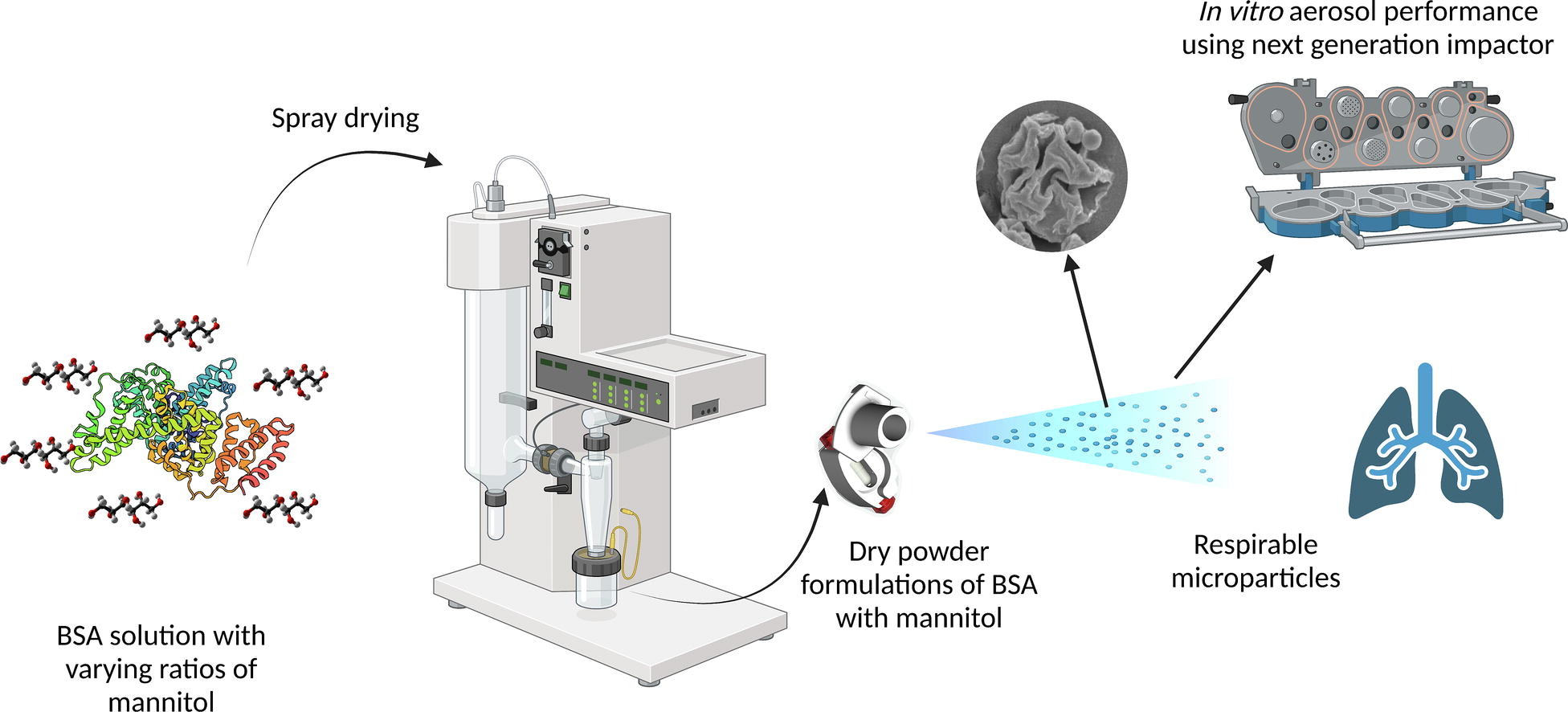 Understanding the impact of mannitol on physical stability and aerosolization of spray-dried protein powders for inhalation