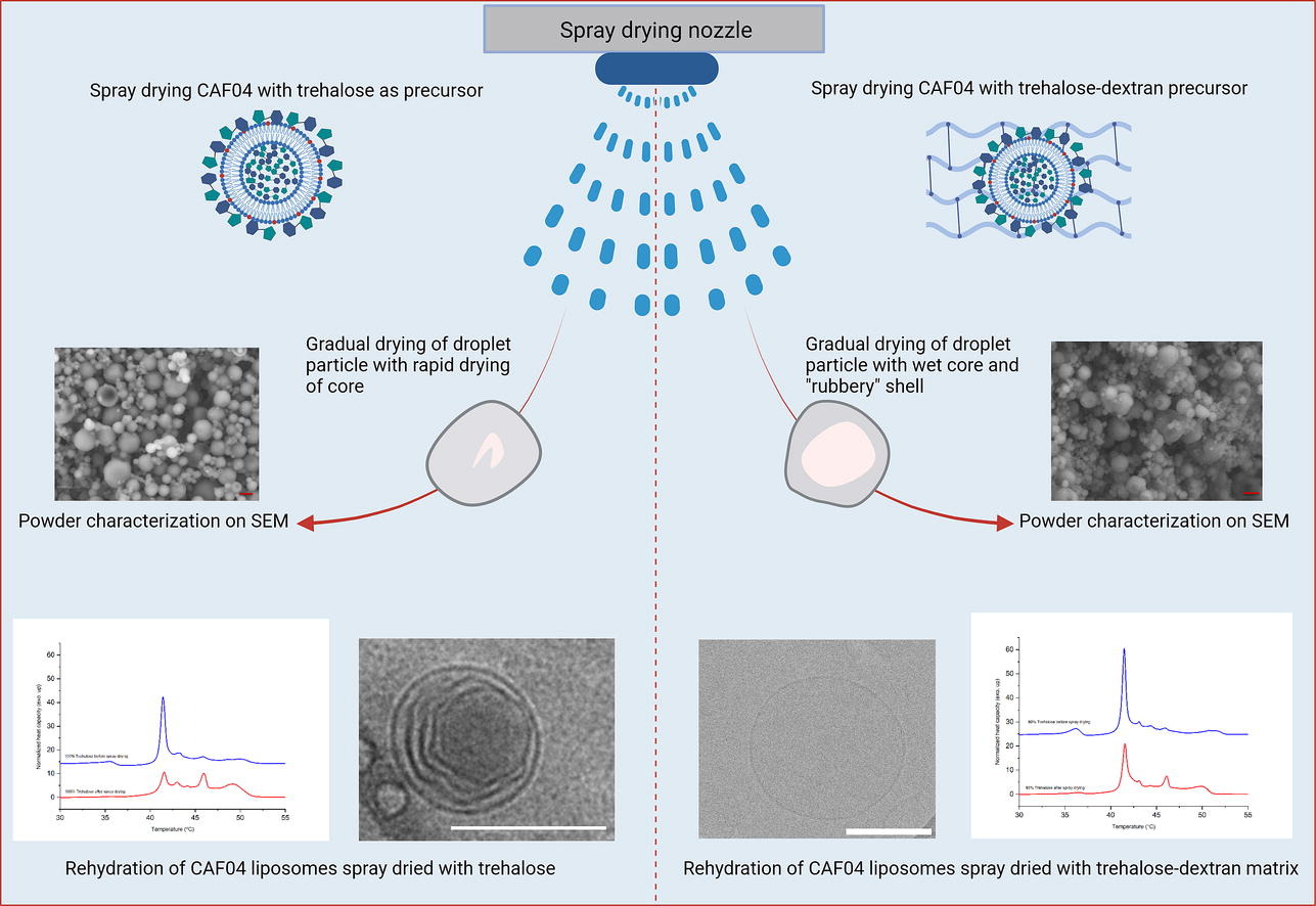 The interplay between trehalose and dextran as spray drying precursors for cationic liposomes