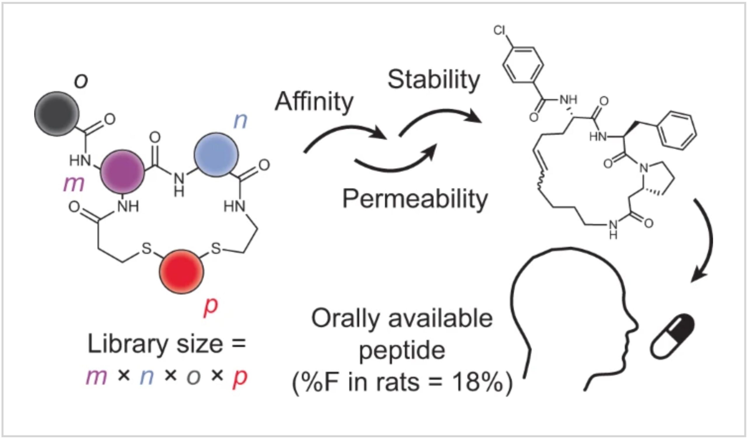 De novo development of small cyclic peptides that are orally bioavailable
