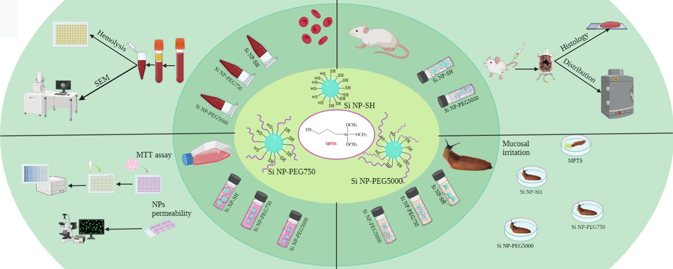 In vitro and in vivo toxicity of thiolated and PEGylated organosilica nanoparticles
