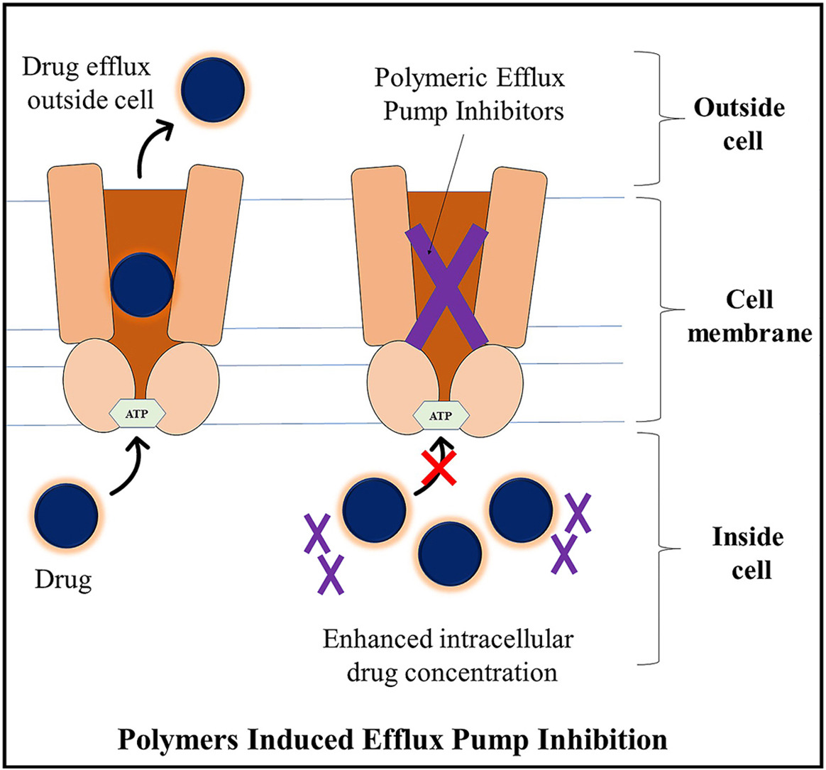 Interactions between multifunctional pharmaceutical excipients and efflux pump for optimal drug transport and bioavailability