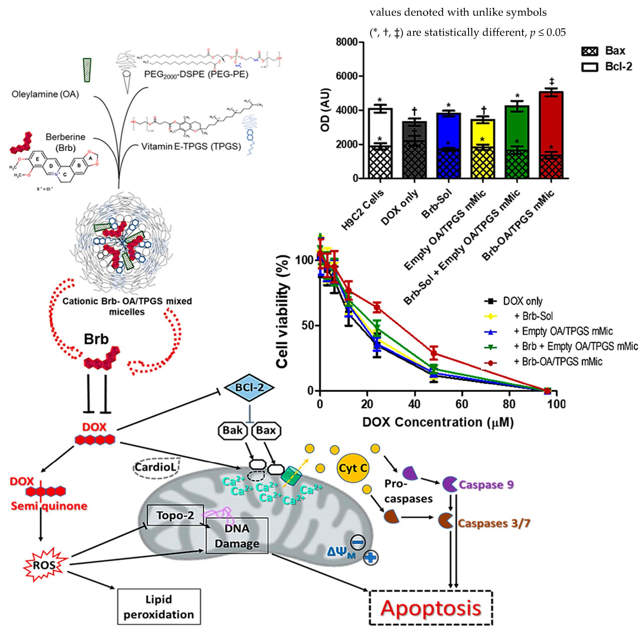 Cationic Vitamin E-TPGS Mixed Micelles of Berberine to Neutralize Doxorubicin-Induced Cardiotoxicity via Amelioration of Mitochondrial Dysfunction and Impeding Apoptosis