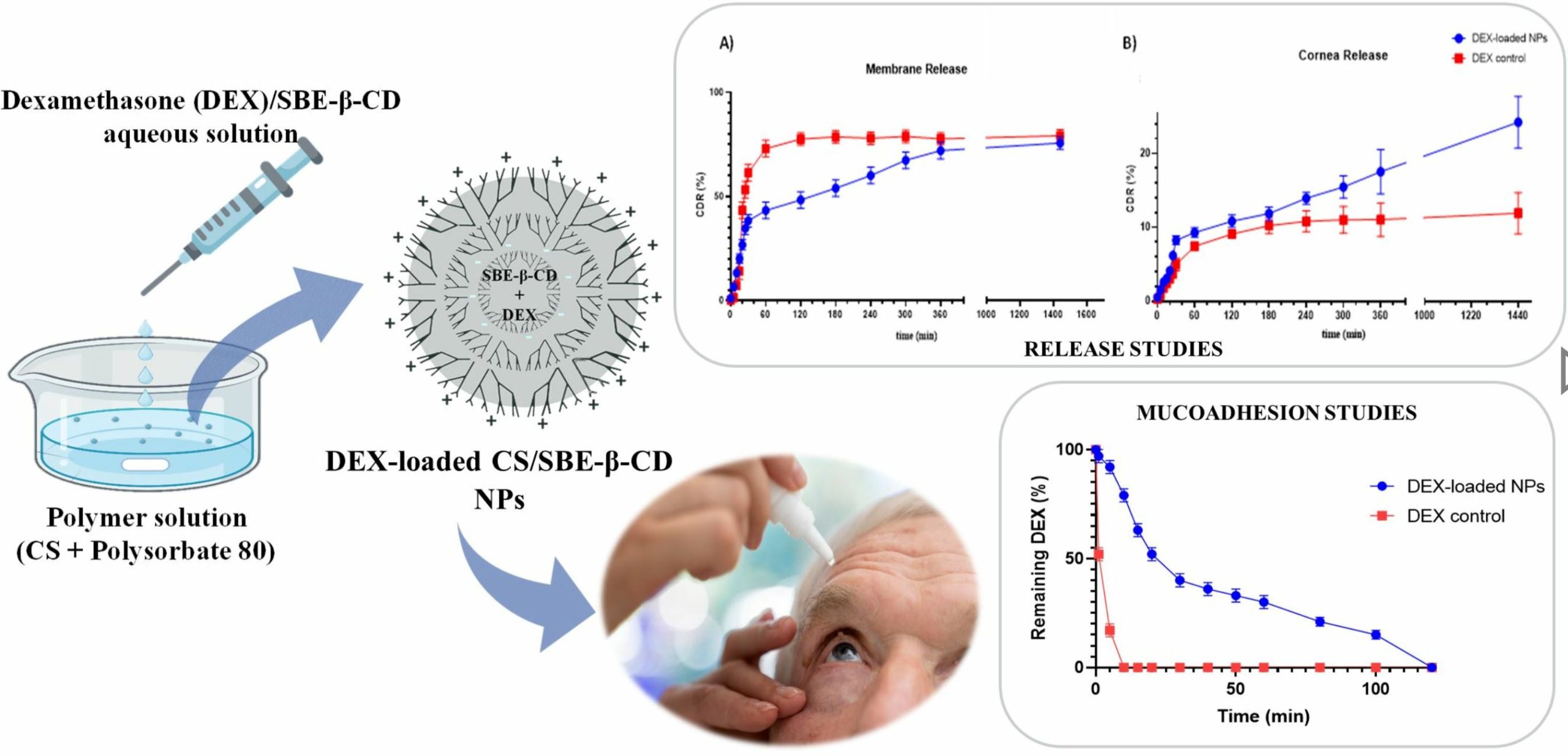 Chitosan and Anionic Solubility Enhancer Sulfobutylether-β-Cyclodextrin-Based Nanoparticles as Dexamethasone Ophthalmic Delivery System for Anti-Inflammatory Therapy