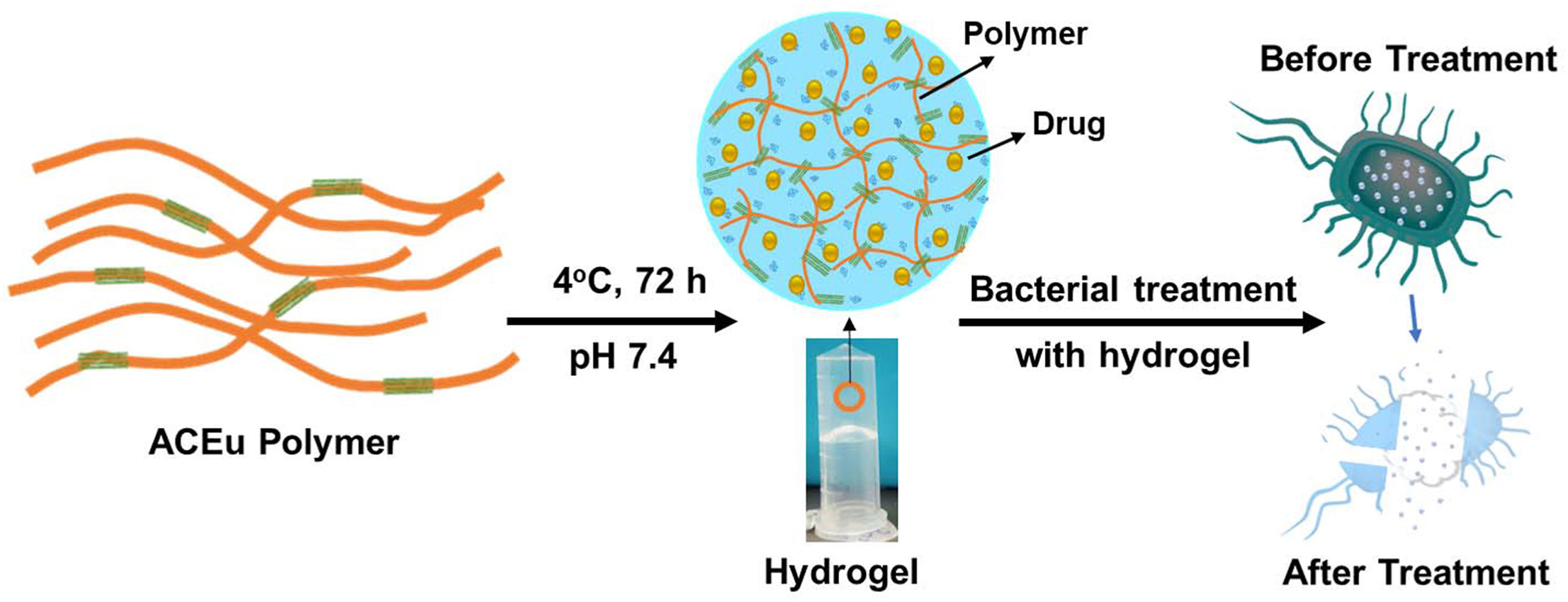 Development of a Eudragit-based hydrogel for the controlled release of hydrophobic and hydrophilic drugs for the treatment of wound infections