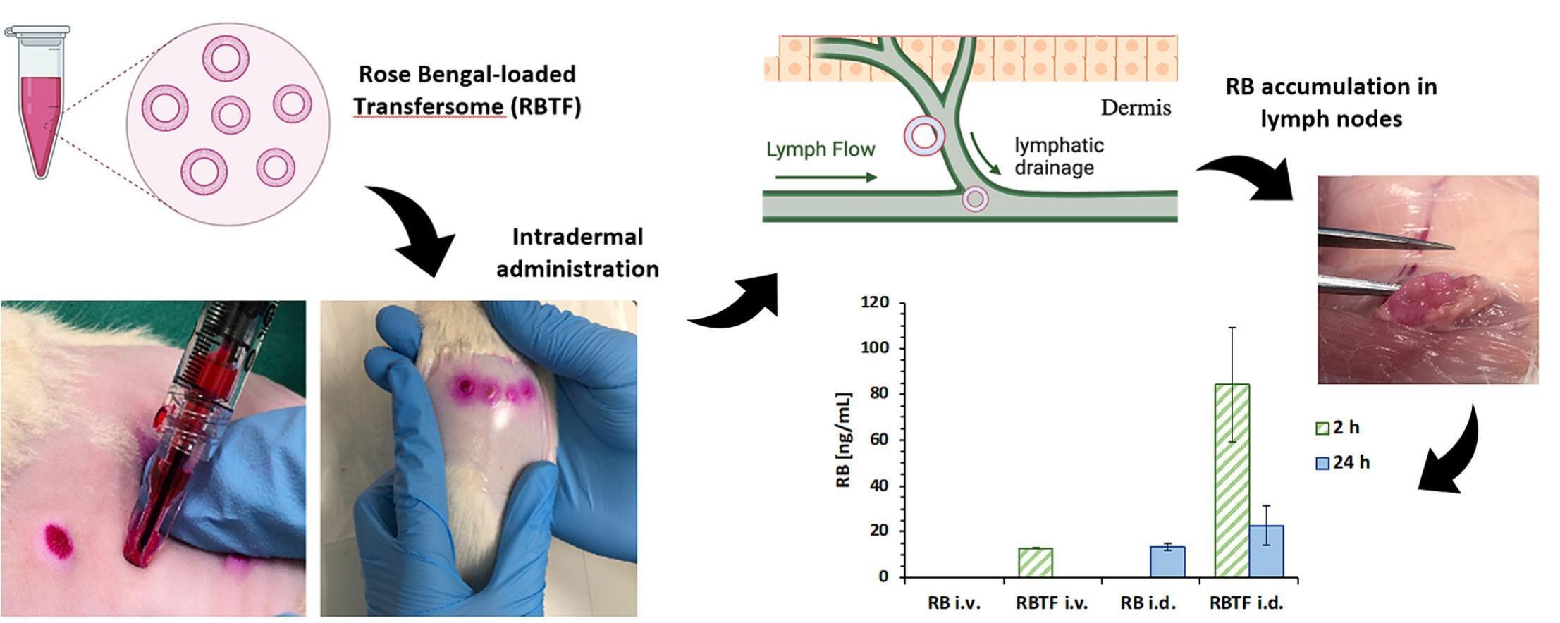 Improved pharmacokinetic and lymphatic uptake of Rose Bengal after transfersome intradermal deposition using hollow microneedles