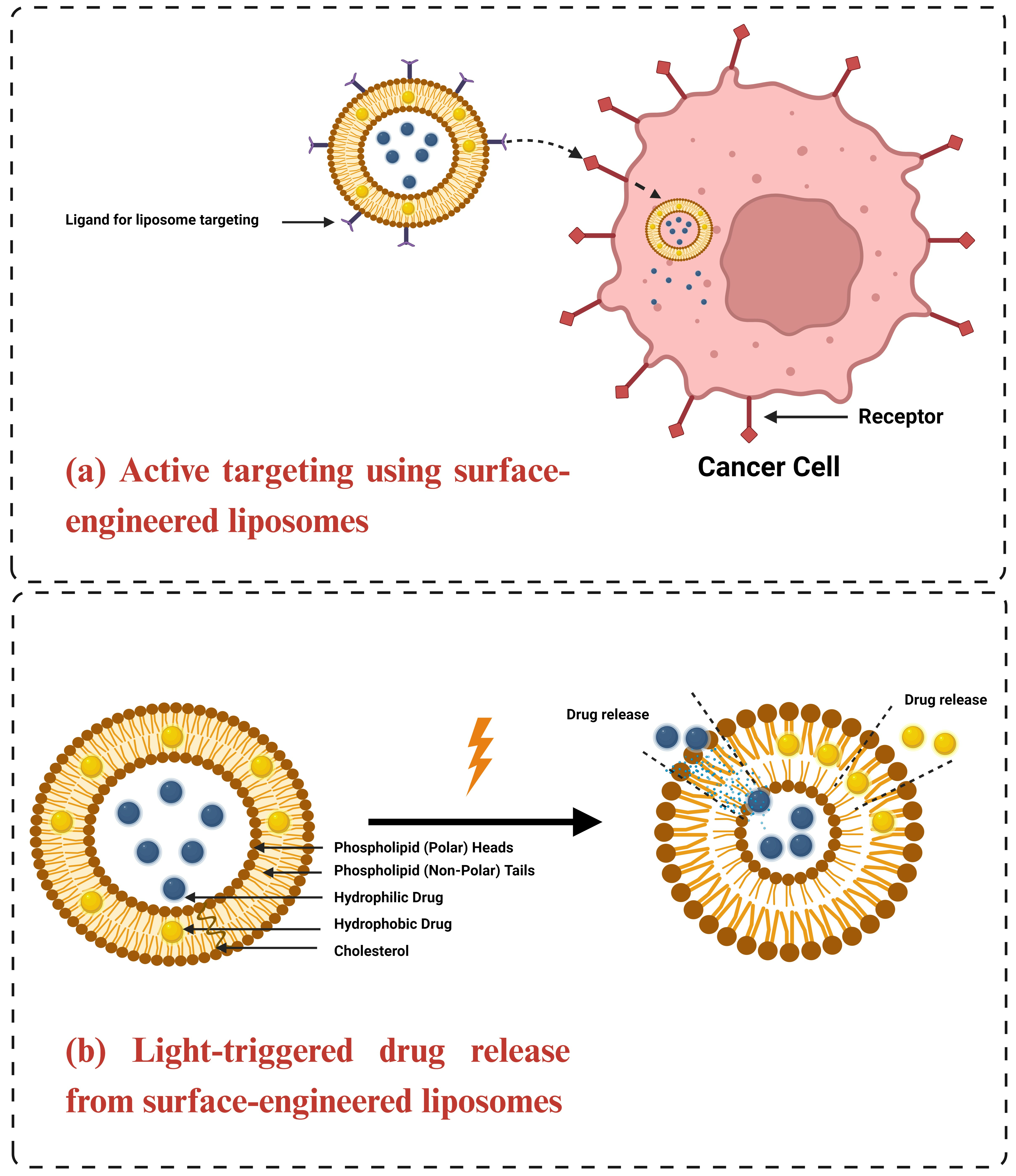 Light-Responsive and Dual-Targeting Liposomes