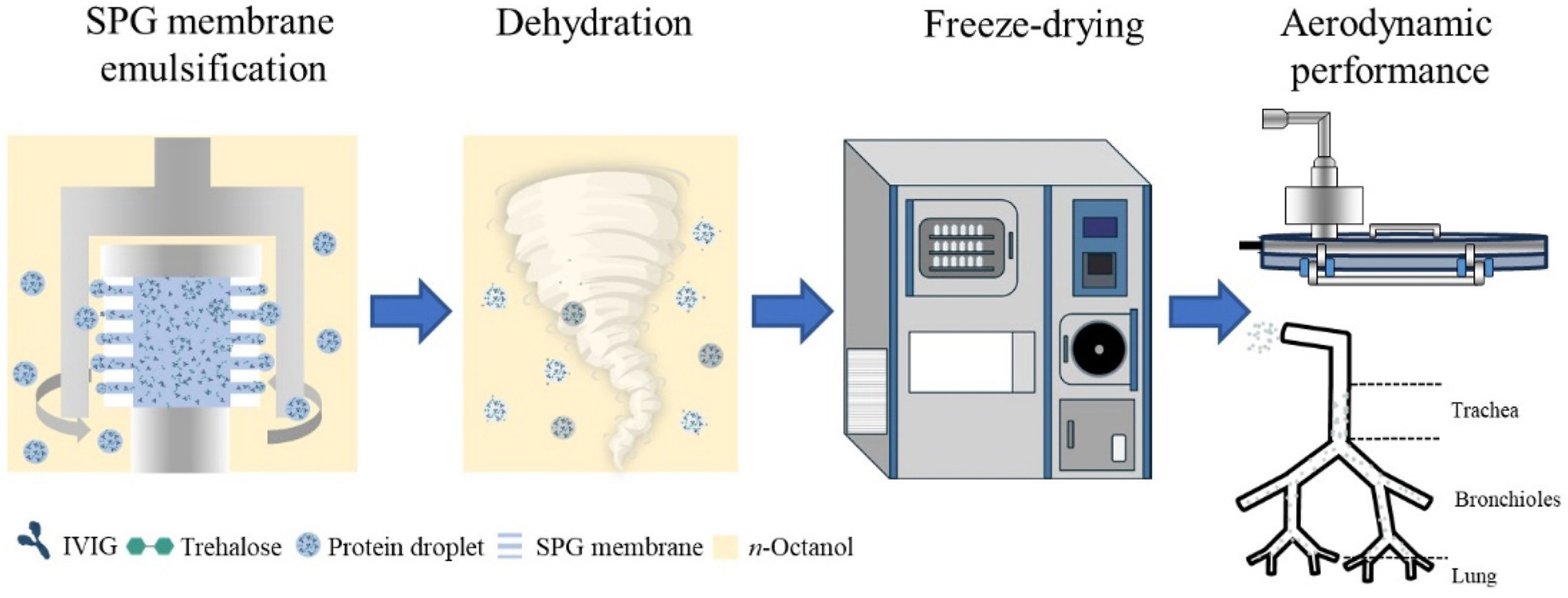 Preparation of antibody-loaded protein microbeads for pulmonary delivery via Shirasu porous glass membrane emulsification and freeze drying