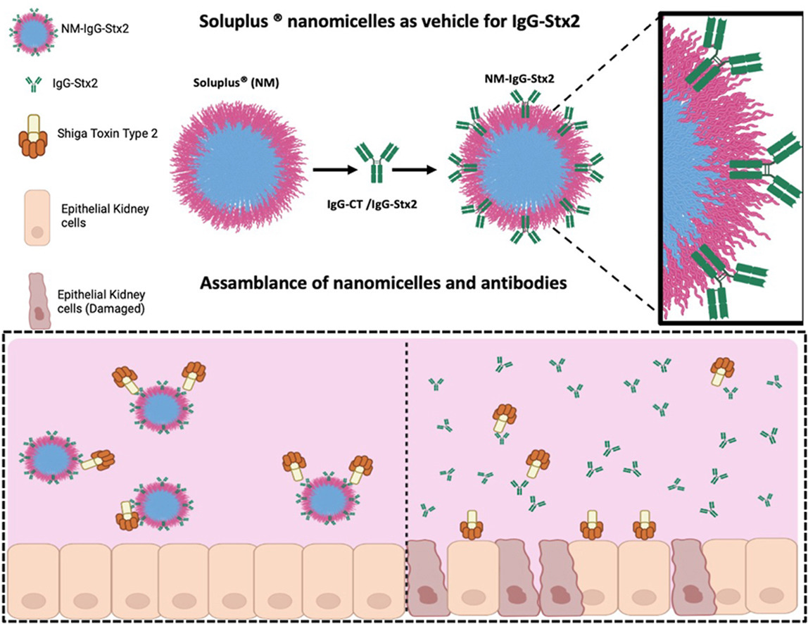 Soluplus® nanomicelles enhance IgG neutralizing properties against Shiga toxin type 2