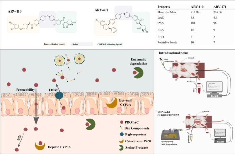 A comprehensive mechanistic investigation of factors affecting intestinal absorption and bioavailability of two PROTACs in rats