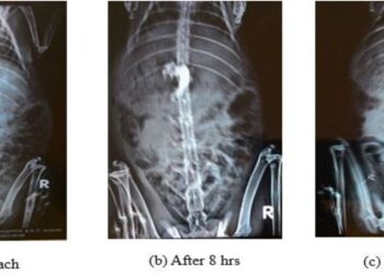 Development of a hybrid tablet-integrated superporous hydrogel for gastro-retentive delivery of famotidine