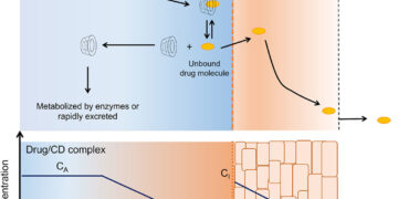 Drug permeation through biomembranes