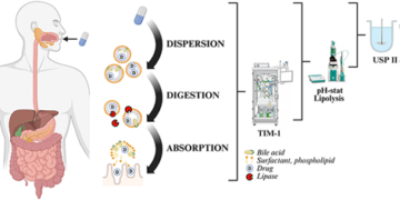 The Role of In Vitro Model Complexity in Lipid-Based Formulation Screening