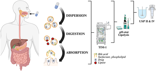 The Role of In Vitro Model Complexity in Lipid-Based Formulation Screening